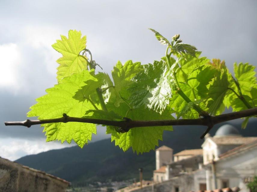 Ferienwohnung Il Nibbio - Soffitta Delle Ginestre Morano Calabro Exterior foto